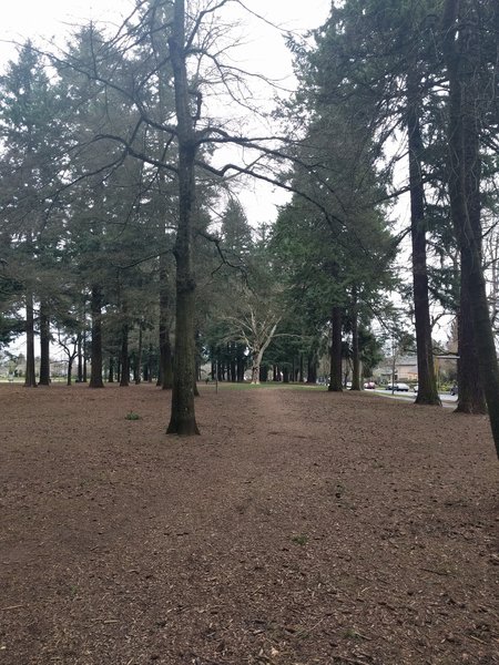 Eastern side of the loop, looking north through the trees. The dog run area is forward and to the left here.