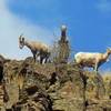 Big Horn Sheep above Asotin Creek Trail.