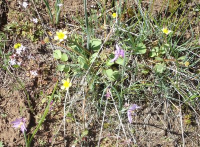 Spring flowers along the top of the ridge.
