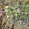 Spring flowers along the top of the ridge.