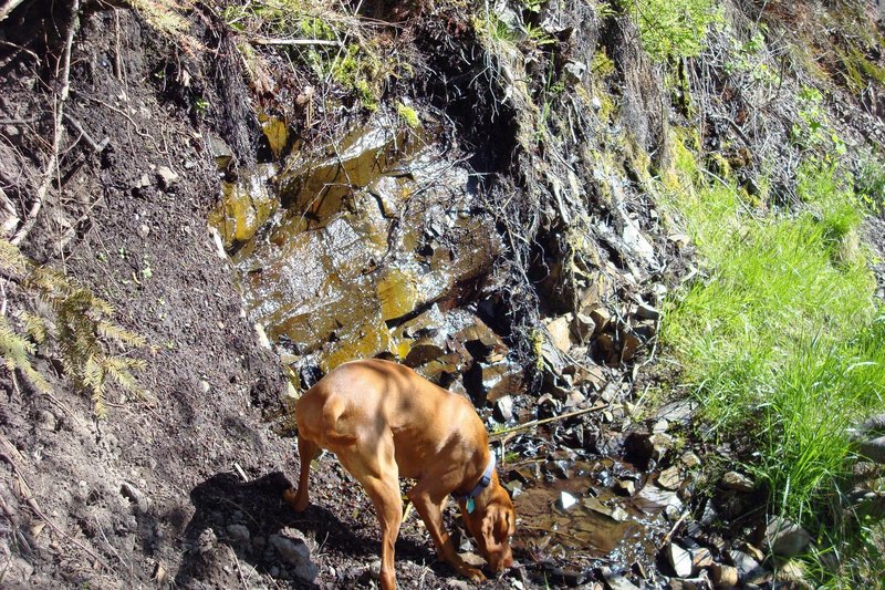 The spring about eight miles up Asotin Creek Trail.