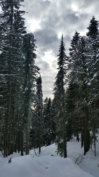 Pines on Trail 100.