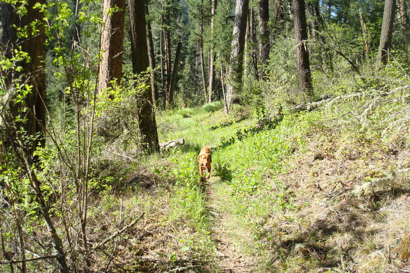 Asotin Creek Trail turns to great singletrack about two miles from the trailhead.