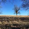 A lone tree in a field along the Red Trail in Shawnee Mission Park.