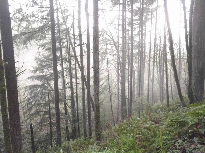 Fog in the trees along Wildwood.