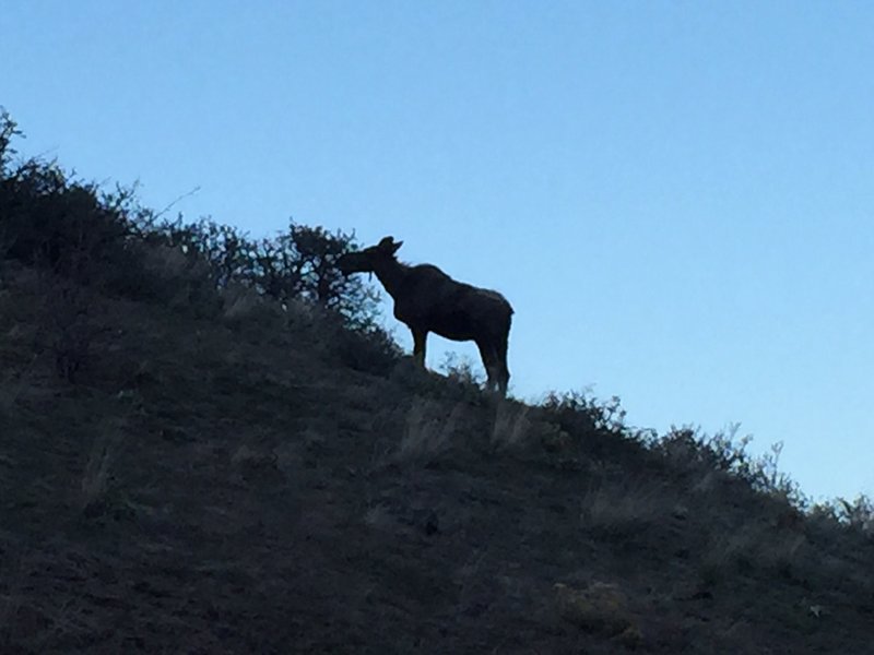 Female moose eating close to the trail.