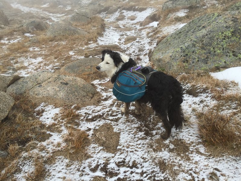 Ginger hiking op to Cathedral Pass