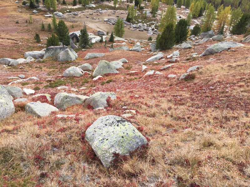 A carpet of low lying blueberries near the Boundary Trail.