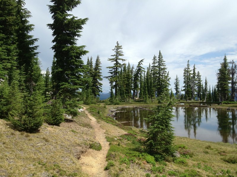 A water spot on the flank of Diamond Peak while on the PCT.