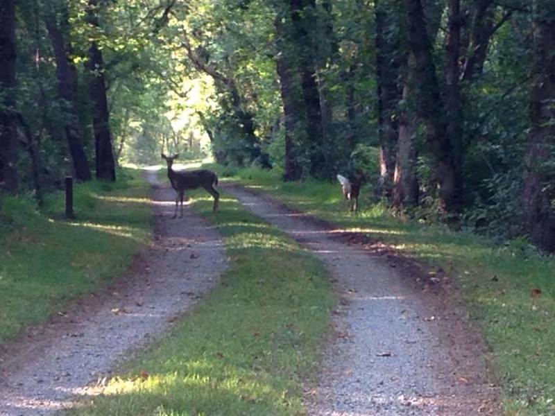 Deer sightings are routine near Mile Marker 117.