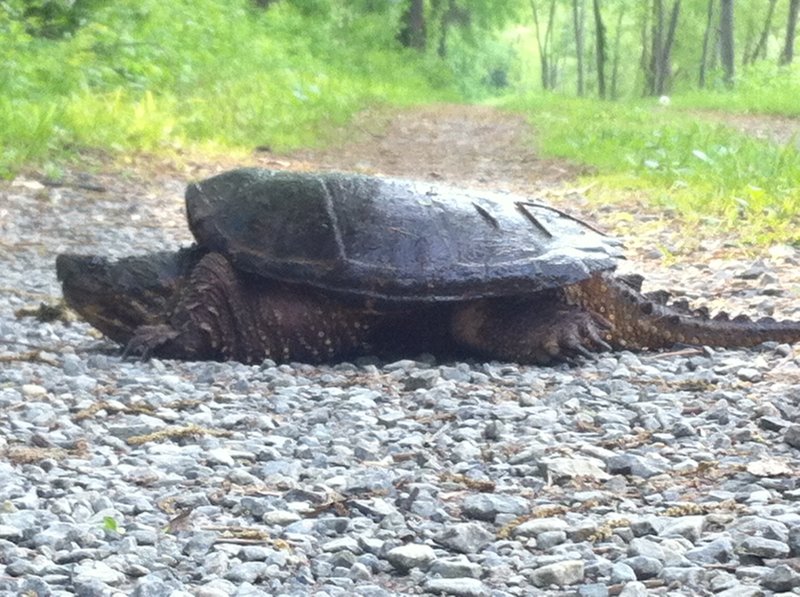 This big boy was drying off after a refreshing dip in Big Pool just west of the Ft. Frederick gate.