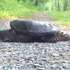 This big boy was drying off after a refreshing dip in Big Pool just west of the Ft. Frederick gate.