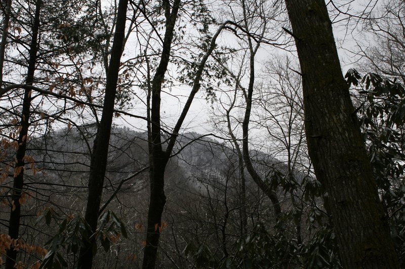 Looking up from the Porters Creek Trail to the mountains above.