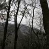 Looking up from the Porters Creek Trail to the mountains above.