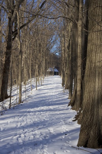 Trail to Chellberg Farm with the sugar shack in the background.