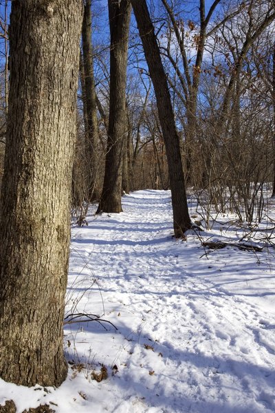 Calumet Dunes trail in the winter.