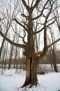 Massive oak tree with a slot large enough to climb in.