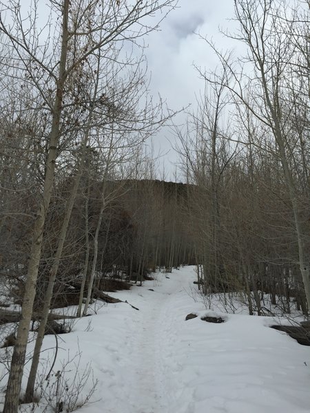 Aspens in the winter on the Mosca Pass Trail.