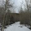 Aspens in the winter on the Mosca Pass Trail.