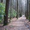 A pleasant walk in the woods. Rhododendron can be seen off to the sides, but it's not like the tunnels found in other parts of the park.