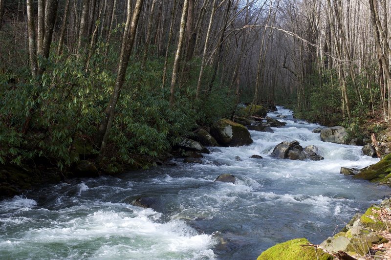 After winter rains, the Bradley Fork roars downstream.   It follows the trail for four miles before it breaks away and climbs steeper to the ridge.