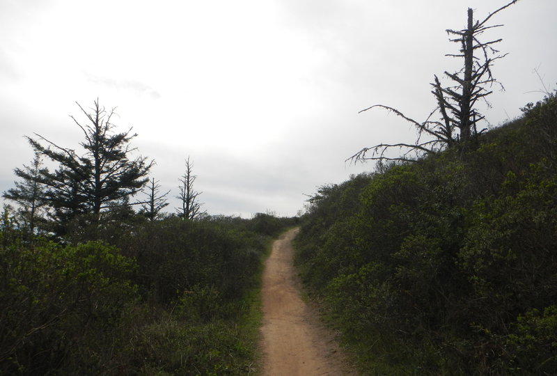 This part of the Dias Ridge Trail leads to the peak, just before you start your descent.  Look for the line of dead pines and you'll be past the half way point.  All downhill from here on the west direction.