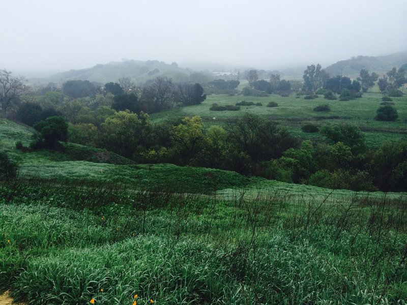 These fields are usually brown in the summer, but during the spring after the rains, it is beautiful!