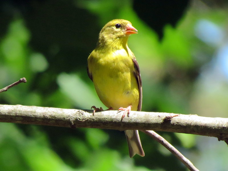 American goldfinch.