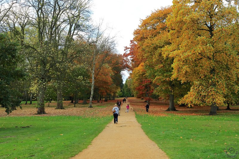 Windsor Great Park - Colorful road.