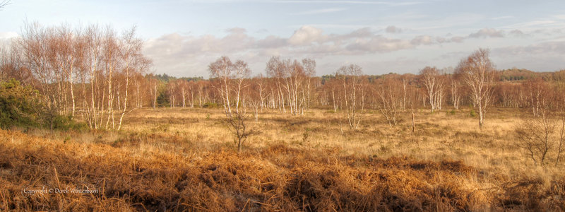 Heath panorama.