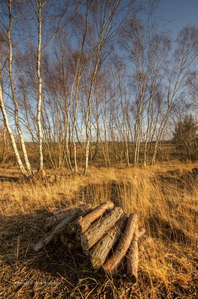 Silver birch stand.