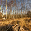 Silver birch stand.