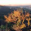 On Los Robles Trail East looking down into Thousand Oaks.