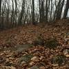 Rocks and leaves on the D Loop.