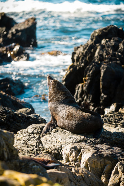 Taking a break to bask in the sunshine.