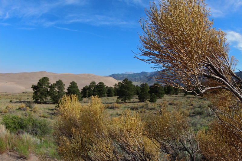 Brush along the Sand Pit Trail to Medano Creek.