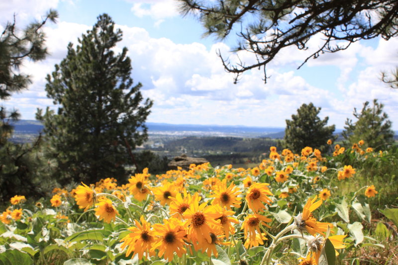 Arrowleaf Balsamroot in full bloom on Antoine Peak in early May.