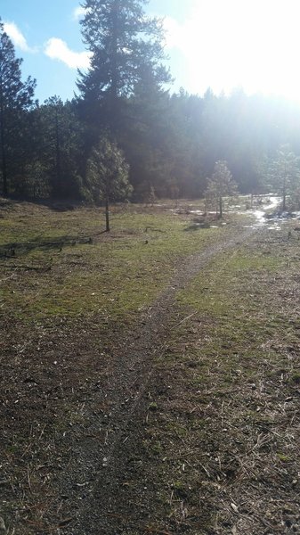 Early spring, mud & snow on Trail 102.