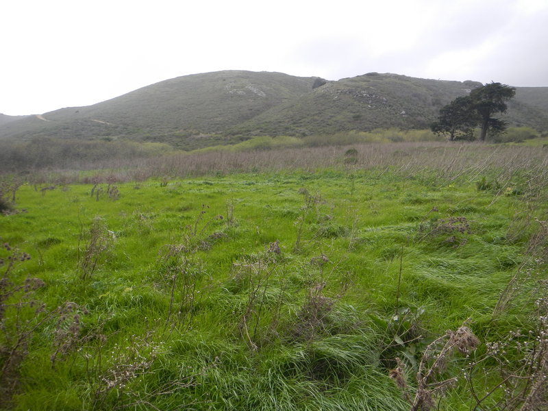 The grasslands north of the creek, plush, wet and alive with the wind.