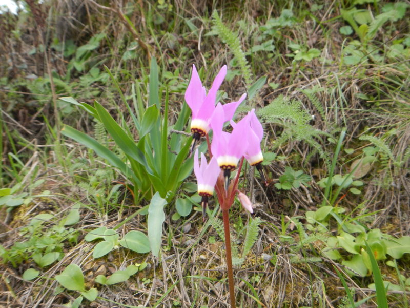 Today, only found on the Wolf Ridge Trail!