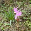 Today, only found on the Wolf Ridge Trail!