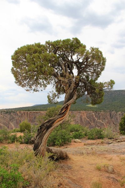 Juniper tree near the top of the canyon