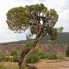 Juniper tree near the top of the canyon