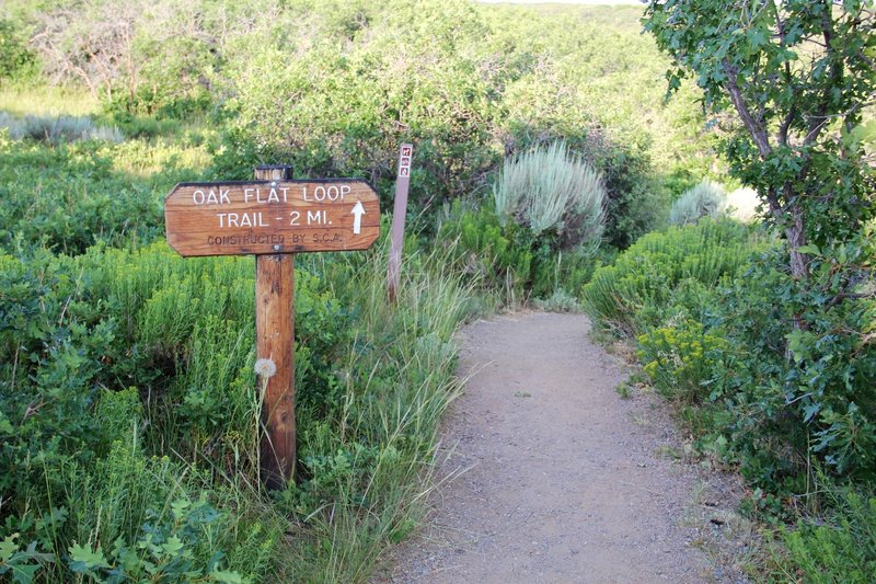 Oak Flat Trailhead