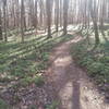 Fern beds on Norwood Loop.