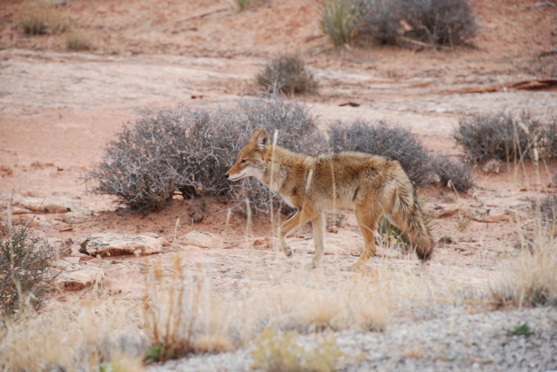 Canyonlands Coyote