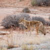 Canyonlands Coyote