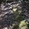 A closeup of the flora along the trail, and the pretty light that filters through the tall trees.