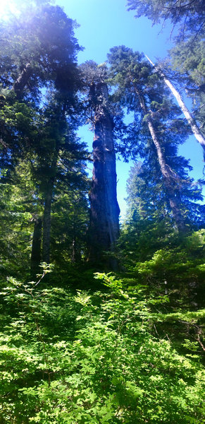 Record Alaskan Cedar.