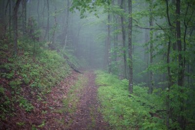 A look back down the trail from the Rich Mountain Loop Trail junction.